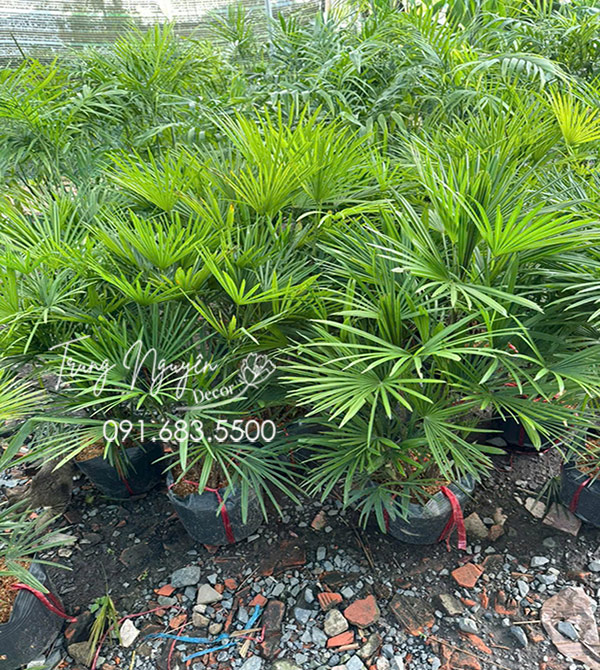 Cây Mật Cật Kim Cương