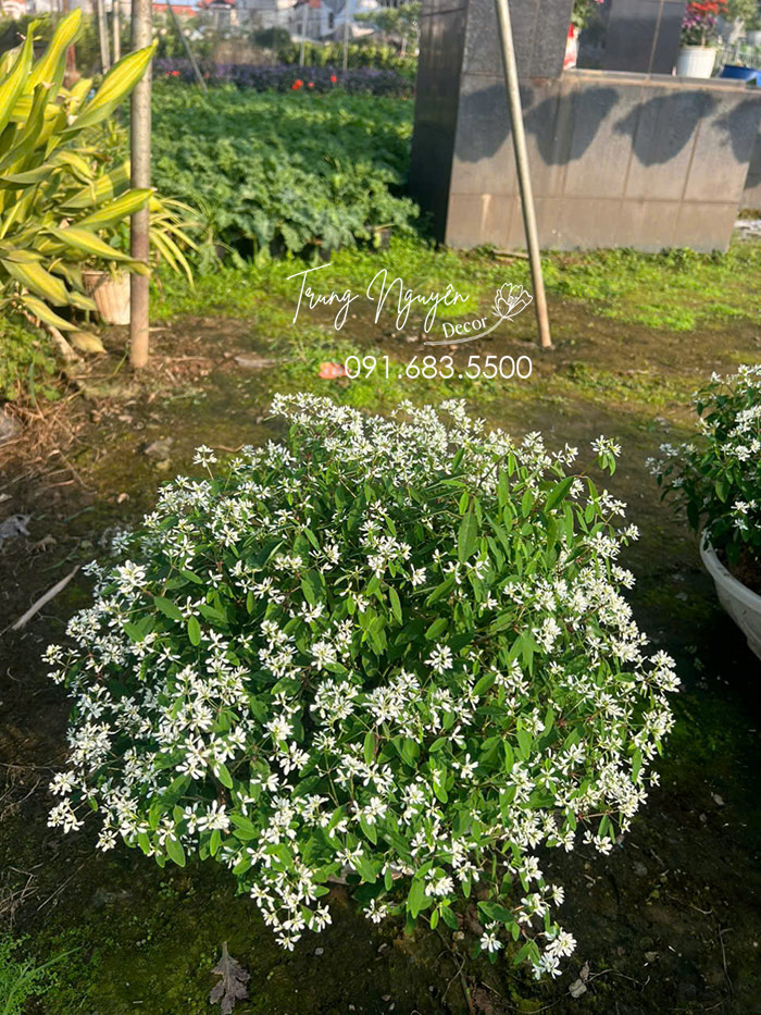 Cây Hoa Bạch Tuyết - Bông Tuyết