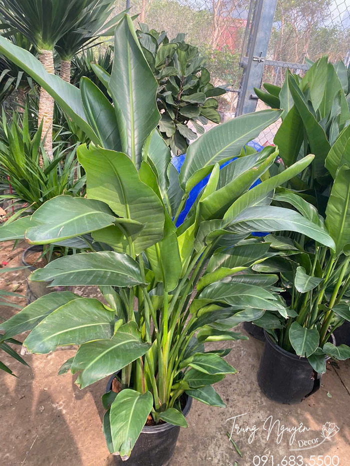 Cây Chuối Hà Lan