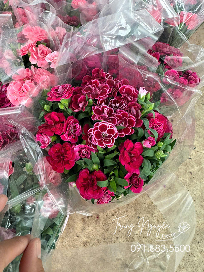 Cây Hoa Cẩm Chướng Cánh Kép