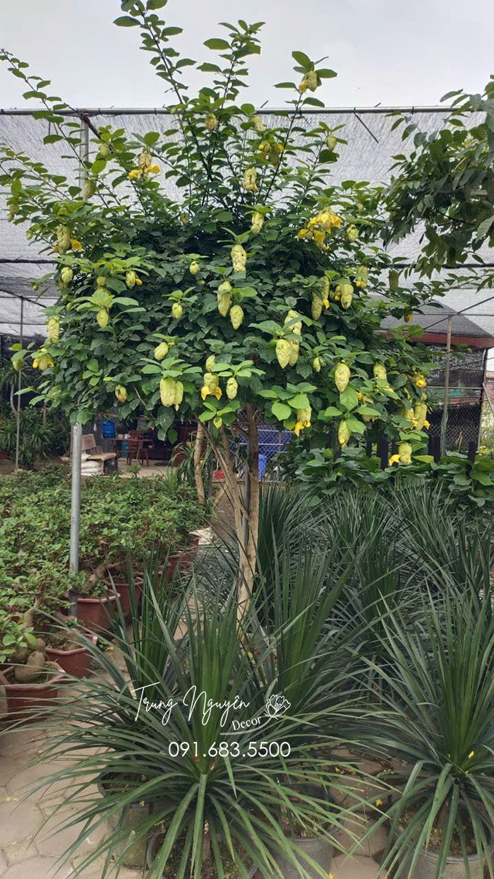 Cây Huyền Trân Công Chúa