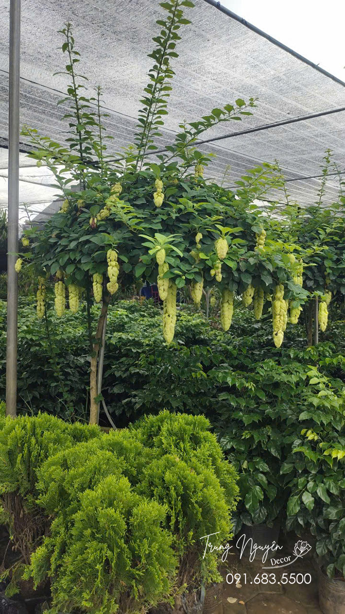 Cây Huyền Trân Công Chúa