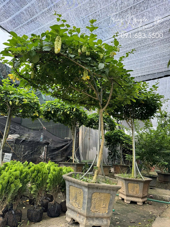 Cây Huyền Trân Công Chúa
