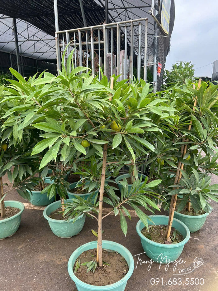 Cây Trứng Gà - Lê Kima
