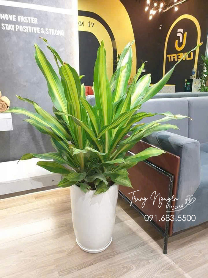 Cây Thiết Mộc Lan Ngọn