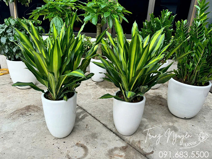 Cây Thiết Mộc Lan Ngọn