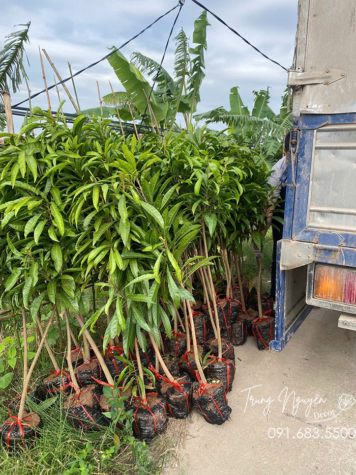 Cây Trứng Gà - Lê Kima