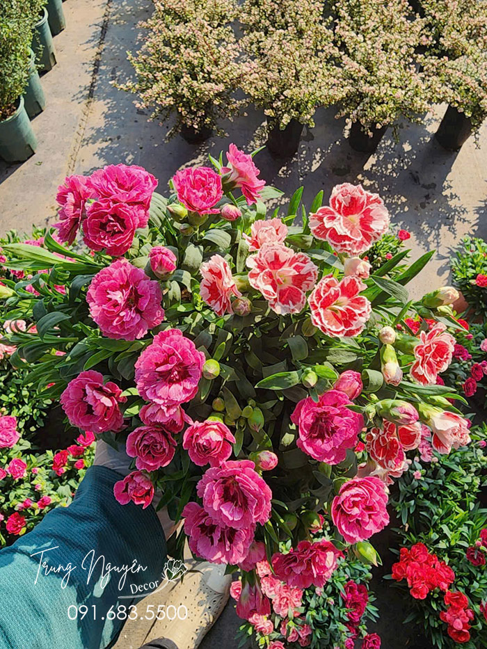 Cây Hoa Cẩm Chướng Cánh Kép