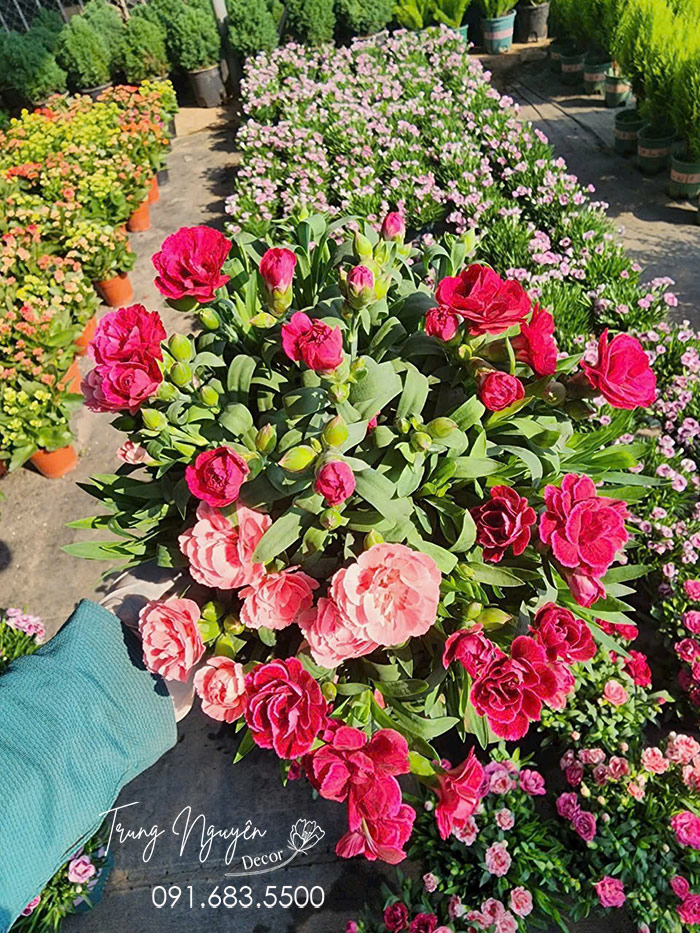 Cây Hoa Cẩm Chướng Cánh Kép