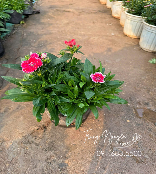 Cây Hoa Cẩm Chướng Cánh Đơn