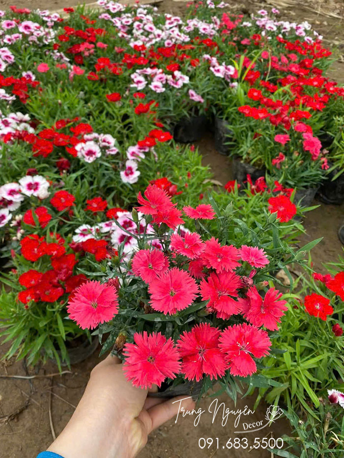 Cây Hoa Cẩm Chướng Cánh Đơn
