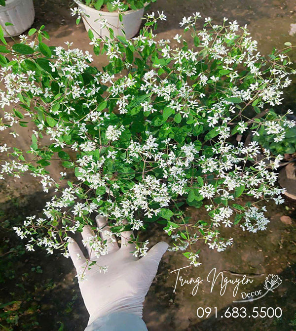 Cây Hoa Bạch Tuyết - Bông Tuyết