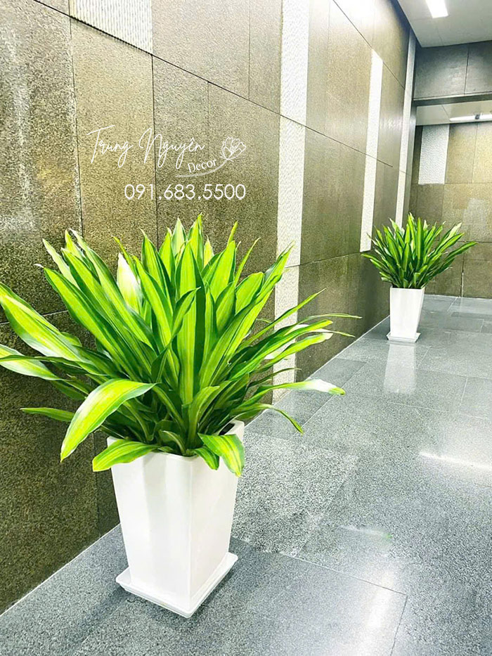 Cây Thiết Mộc Lan Ngọn