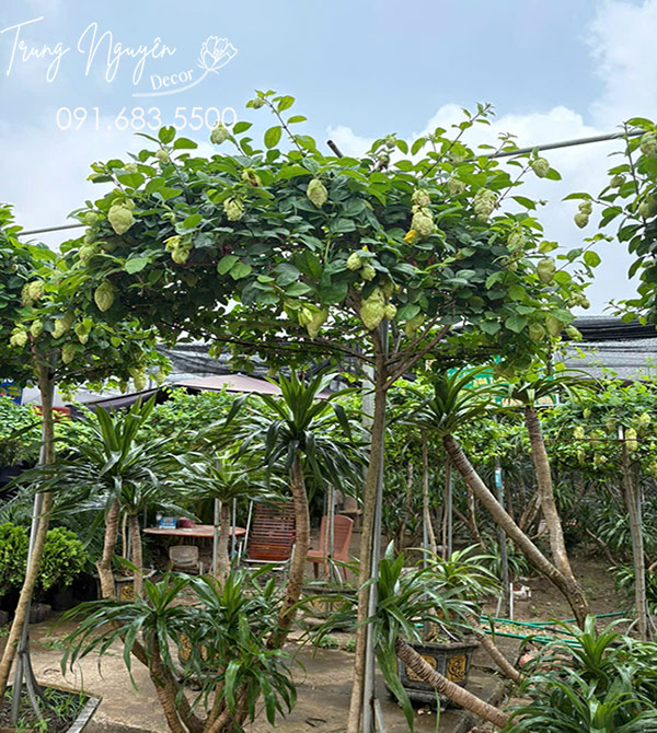 Cây Huyền Trân Công Chúa
