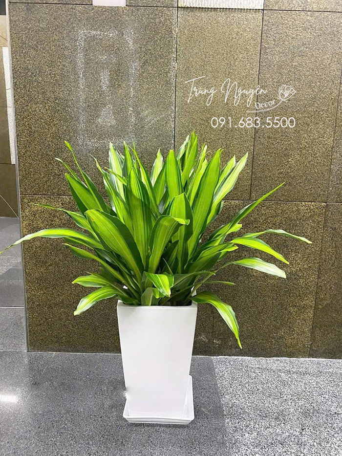 Cây Thiết Mộc Lan Ngọn