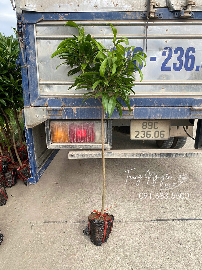 Cây Trứng Gà - Lê Kima