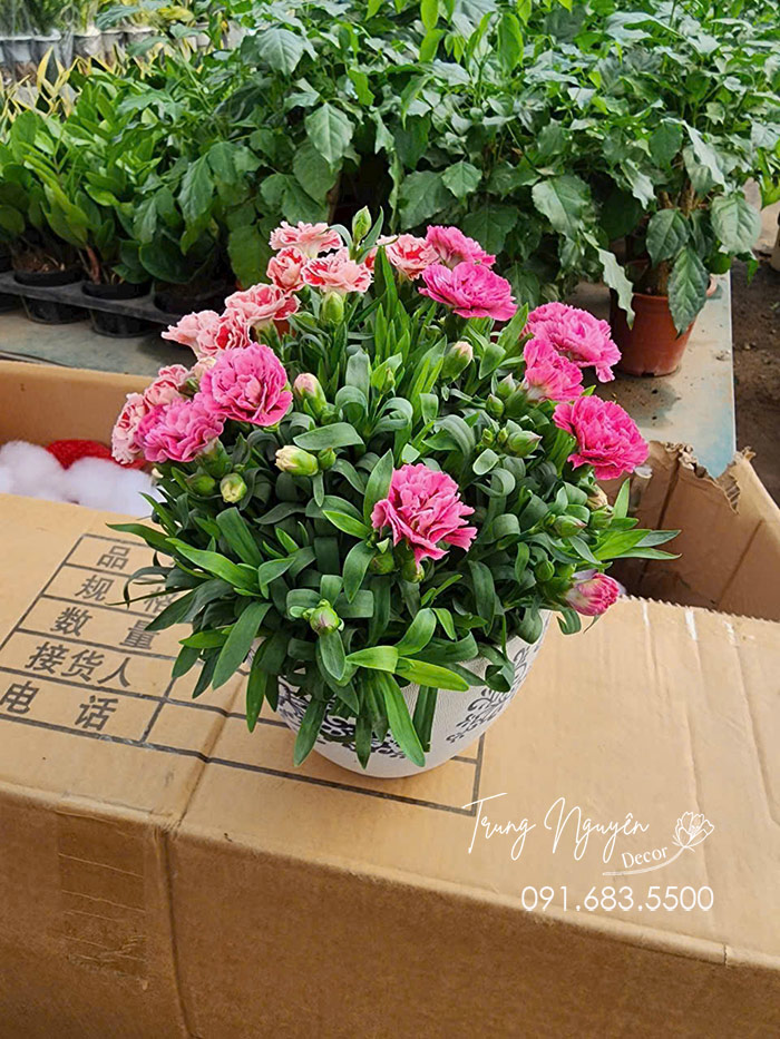 Cây Hoa Cẩm Chướng Cánh Kép