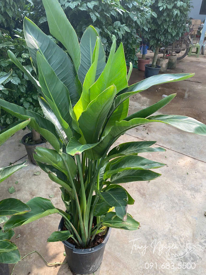 Cây Chuối Hà Lan