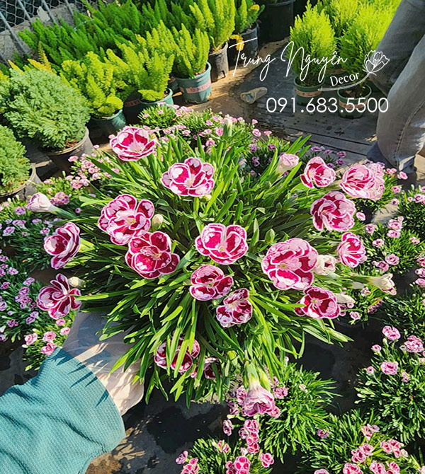Cây Hoa Cẩm Chướng Cánh Kép