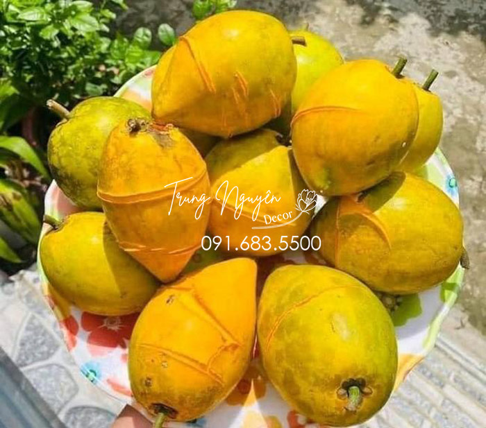 Cây Trứng Gà - Lê Kima