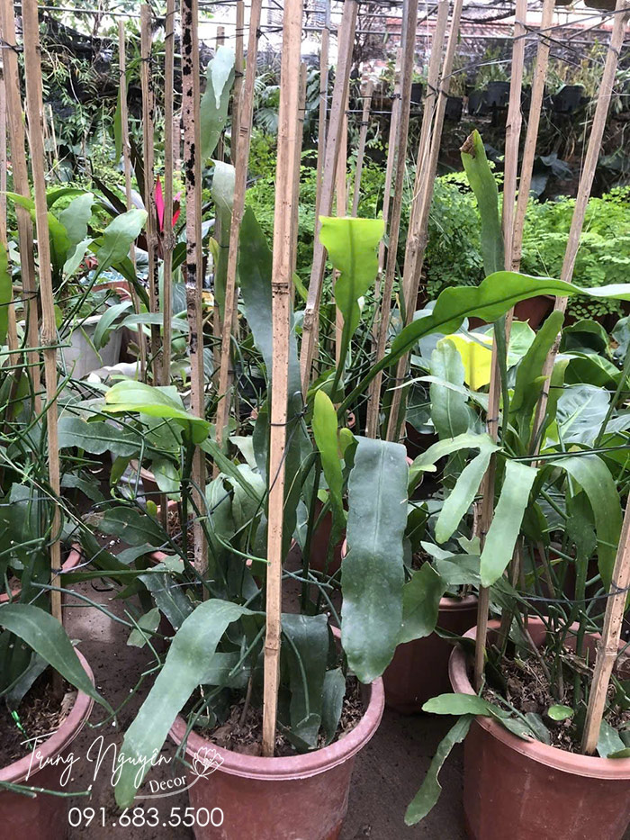 Cây Hoa Quỳnh Giao