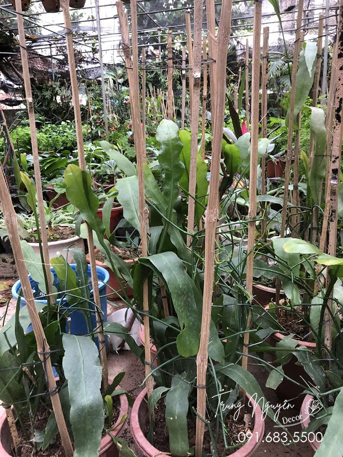 Cây Hoa Quỳnh Giao