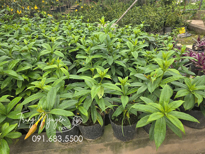 Cây Huỳnh Anh Vàng Leo