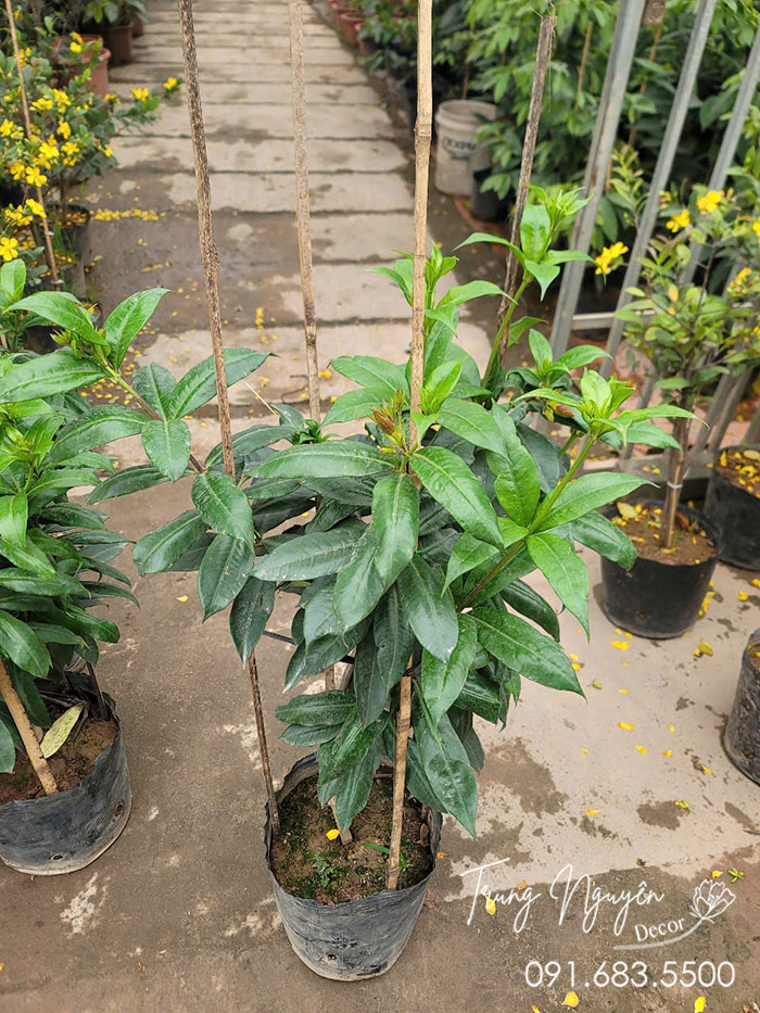 Cây Huỳnh Anh Vàng Leo