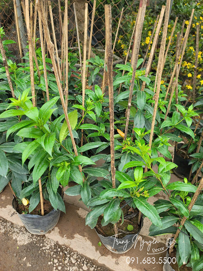 Cây Huỳnh Anh Vàng Leo