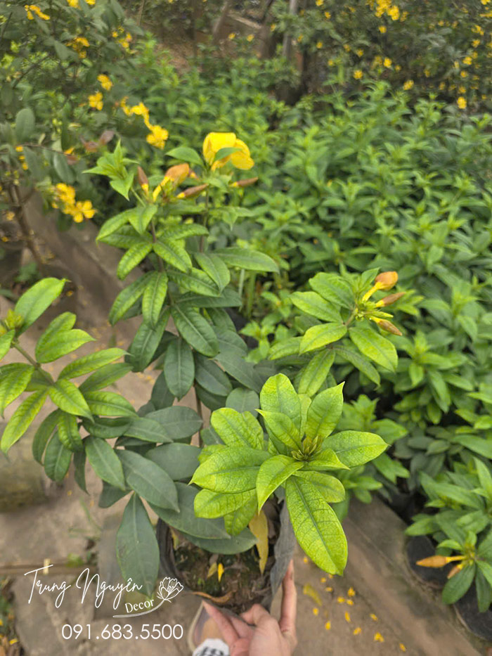 Cây Huỳnh Anh Vàng Leo
