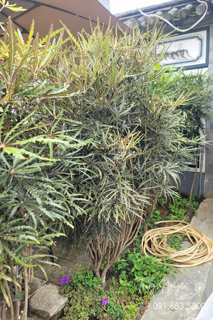 Cây Khổng Tước
