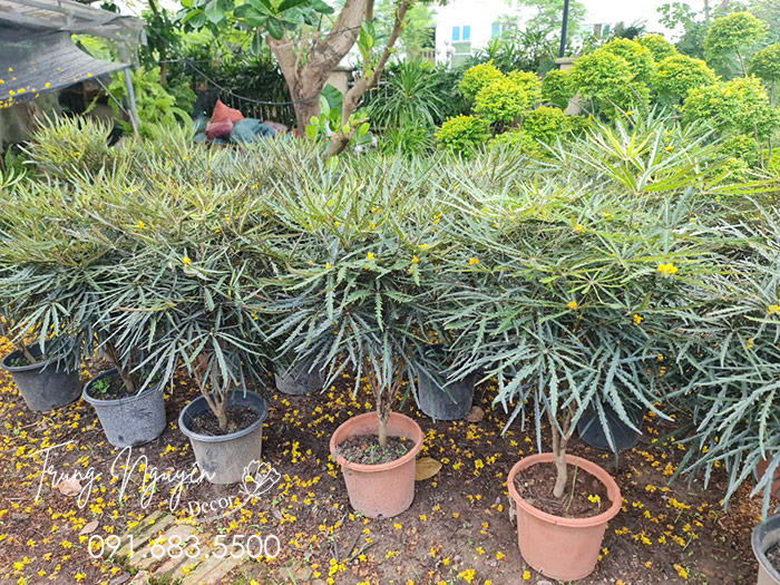Cây Khổng Tước