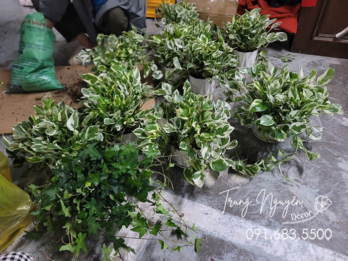 Cây Trầu Bà Sữa