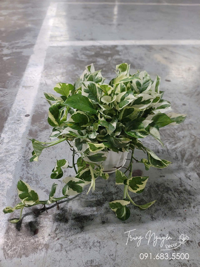 Cây Trầu Bà Sữa