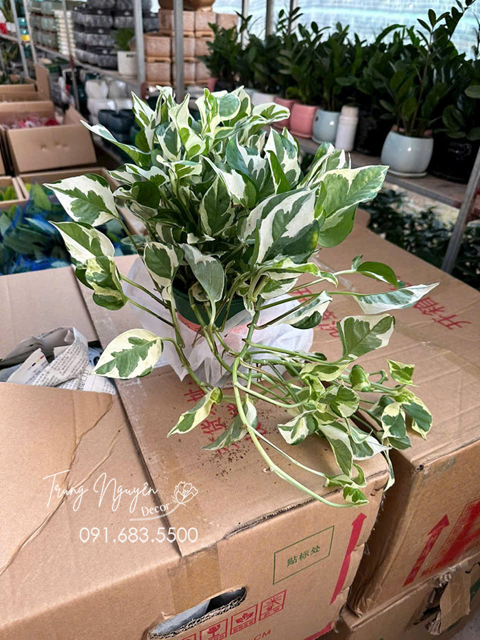 Cây Trầu Bà Sữa
