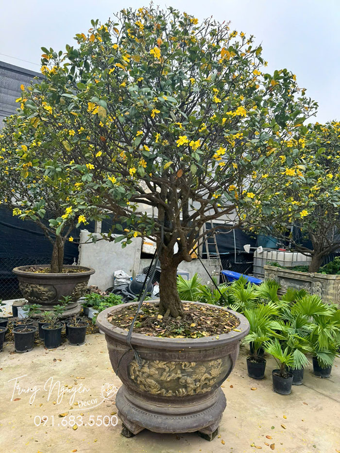 Cây Mai Tứ Quý Vàng