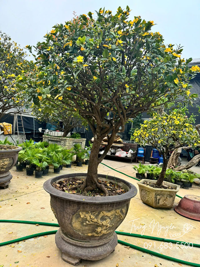 Cây Mai Tứ Quý Vàng