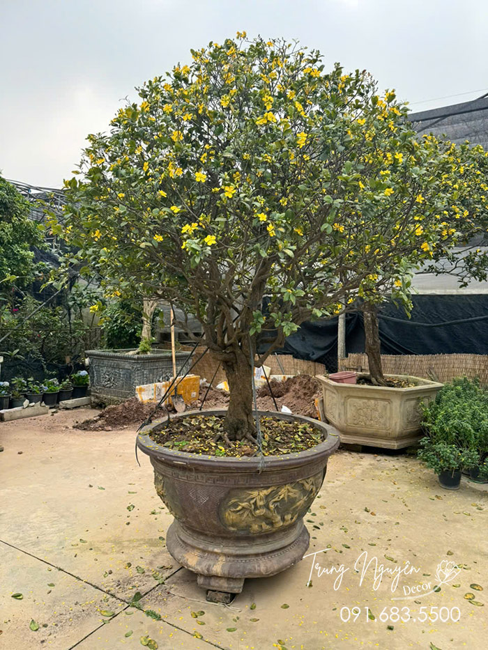 Cây Mai Tứ Quý Vàng