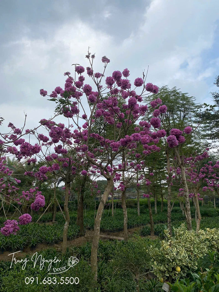 Cây Hoa Phong Linh Tím