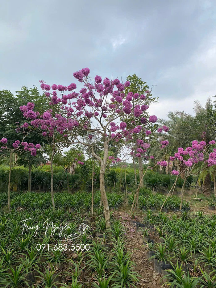 Cây Hoa Phong Linh Tím