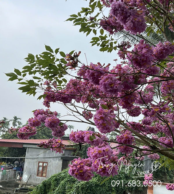Cây Hoa Phong Linh Tím