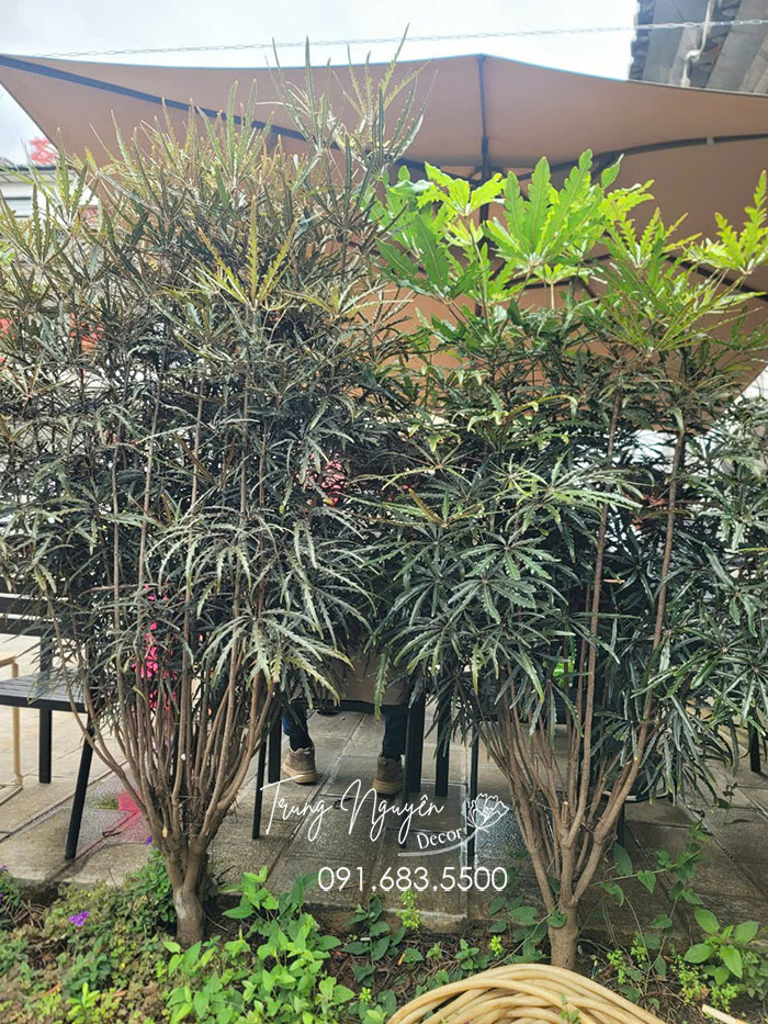 Cây Khổng Tước