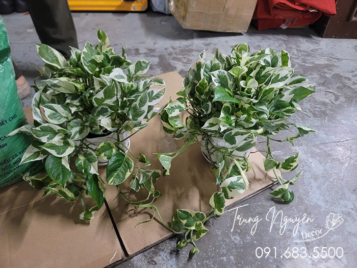 Cây Trầu Bà Sữa