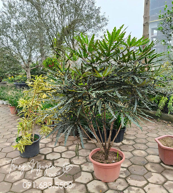 Cây Khổng Tước