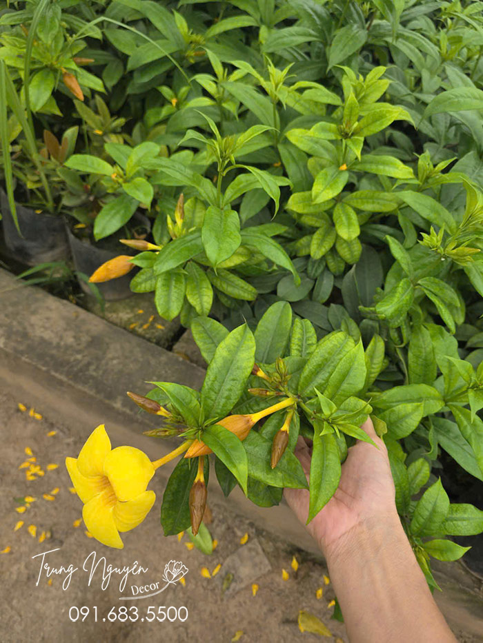 Cây Huỳnh Anh Vàng Leo