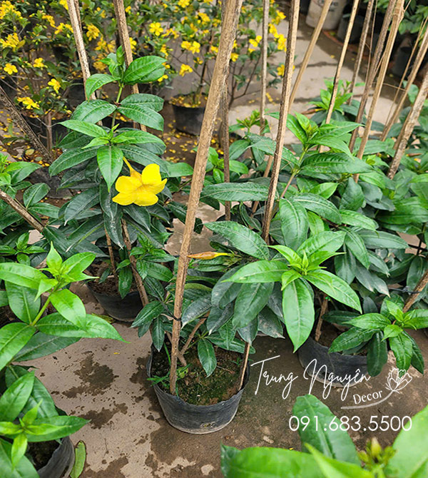 Cây Huỳnh Anh Vàng Leo