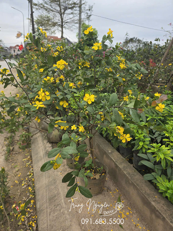 Cây Mai Tứ Quý Vàng