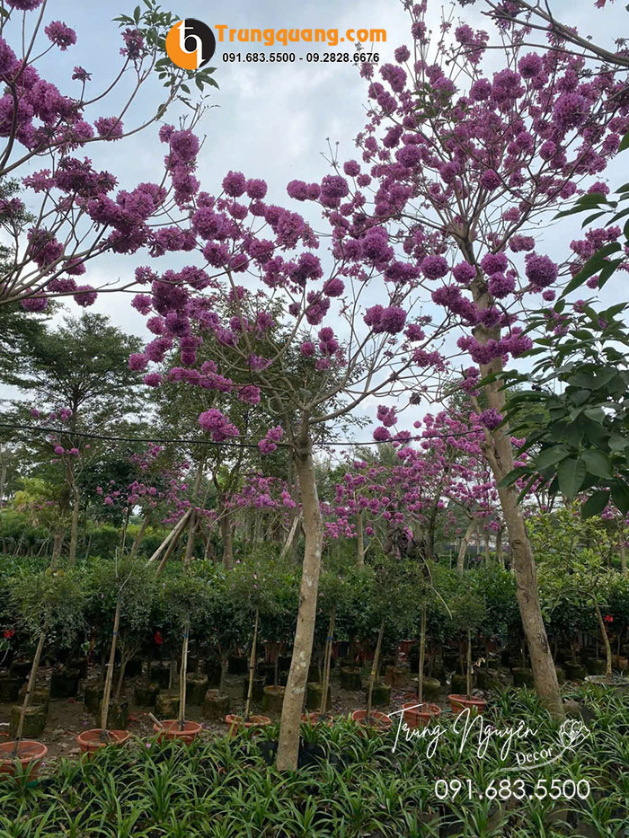 Cây Hoa Phong Linh Tím