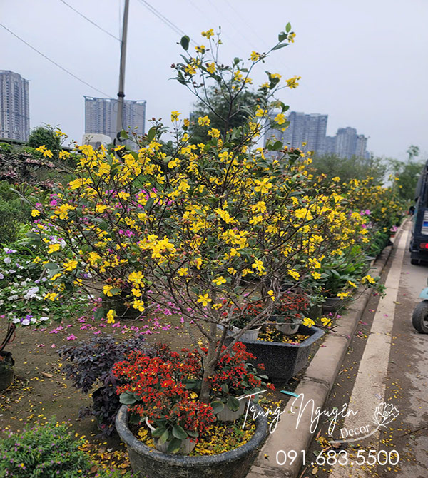 Cây Mai Tứ Quý Vàng