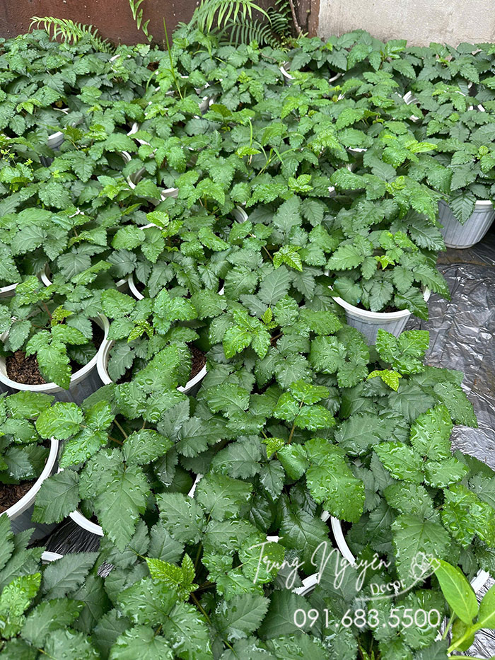 Cây Mâm Xôi Đỏ Đen